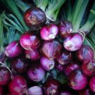 Red Burgundy Onion Seeds Fresh Seeds Fast Shipping