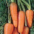 Red Cored Chantenay Carrot Seeds Fresh Seeds Fast Shipping