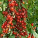 Red Currant Tomato Seeds Fresh Seeds Fast Shipping