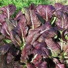 Red Giant Mustard Seeds Fresh Seeds Fast Shipping