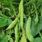 Red Kidney Bean Seeds Fresh Seeds Fast Shipping