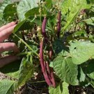 Red Swan Bush Bean Seeds Fresh Seeds Fast Shipping