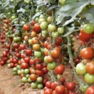 Reisentrauble Tomato Seeds Fresh Seeds Fast Shipping