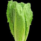 Romaine Lettuce Seeds Fresh Seeds Fast Shipping