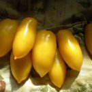 Roman Candle Tomato Seeds Fresh Seeds Fast Shipping