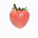 Rosy Pink Strawberry Seeds Fresh Seeds Fast Shipping