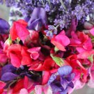Royal Family Sweet Pea Vine Seeds Fresh Seeds Fast Shipping