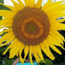 Russian Black Seeded Sunflower Fresh Seeds Fast Shipping