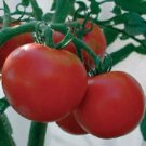 RutgerS Improved Tomato Seeds Fresh Seeds Fast Shipping