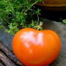 Saint Pierre Tomato Seeds Fresh Seeds Fast Shipping