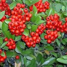 Scarlet Firethron Pypacatha Coccinea Flower Shrub Bush Seeds Fresh Seeds Fast Shipping