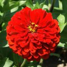 Scarlet Flame Zinnia Fresh Seeds Fast Shipping