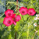 Scarlet Flax Seeds Beautiful Color Fresh Seeds Fast Shipping
