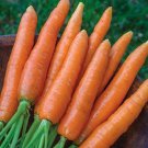 Scarlet Nantes Carrot Seeds Fresh Seeds Fast Shipping