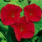 Scarlet O Hara Morning Glory Vine Seeds Fresh Seeds Fast Shipping