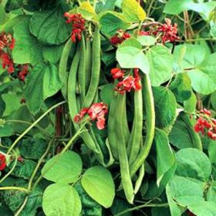 Scarlet Runner Bean Vine Seeds Fresh Seeds Fast Shipping