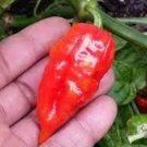 Scorpanero Pepper Seeds Fresh Seeds Fast Shipping
