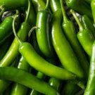 Serrano Pepper Hot Seeds Fresh Seeds Fast Shipping