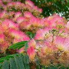 Silk Tree Mimosa Tree Seeds Hummingbird Favorite Fresh Seeds Fast Shipping