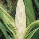 Silver Queen Corn Seeds Fresh Seeds Fast Shipping