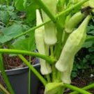 Silver Queen Okra Seeds Fresh Seeds Fast Shipping