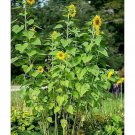 Skyscraper Sunflower Seeds Fresh Seeds Fast Shipping