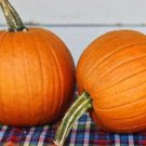 Small Sugar Pie Pumpkin Seeds Fresh Seeds Fast Shipping