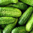 Smr 58 Cucumber Seeds Fresh Seeds Fast Shipping