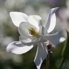 Snow White Columbine Seeds Fresh Seeds Fast Shipping