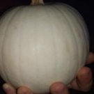 Snowball Pumpkin Seeds Fresh Seeds Fast Shipping