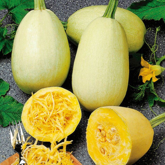 Spaghetti Squash Seeds Fresh Seeds Fast Shipping
