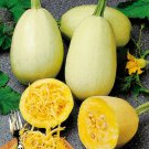 Spaghetti Squash Seeds Fresh Seeds Fast Shipping