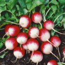 Sparkler White Tip Radish Seeds Fresh Seeds Fast Shipping