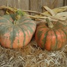 Speck Hounds Squash Seed Fresh Seeds Fast Shipping