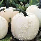 Spectar Pumpkin Seeds Fresh Seeds Fast Shipping