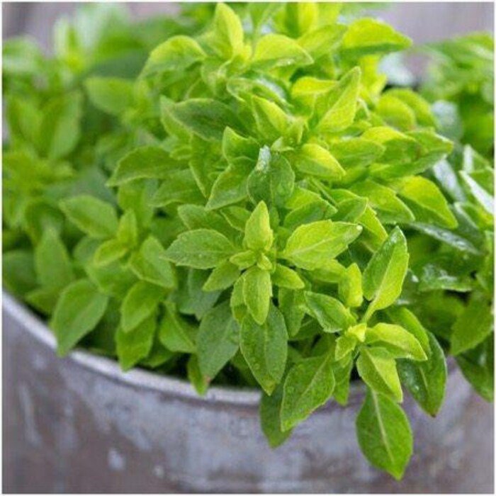 Spicy Globe Basil Seeds Fresh Seeds Fast Shipping