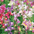 Spurred Snapdragon Seeds Fresh Seeds Fast Shipping