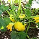 Squash Yellow Bush Scalloped Seeds Fresh Seeds Fast Shipping