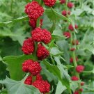 Srtawberry Spinach Stick Fresh Seeds Fast Shipping