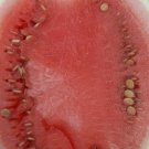 Stone Mountain Fresh Seeds Fast Shipping
