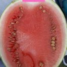 Stone Mountain Watermelon Fresh Seeds Fast Shipping