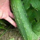 Straight 8 Cucumber Seeds Fresh Seeds Fast Shipping