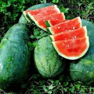 Strawberry Watermelon Fresh Seeds Fast Shipping