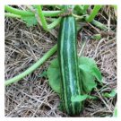 Stripe Cocozelle Squash Seeds Fresh Seeds Fast Shipping