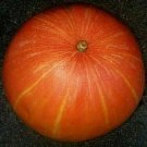 Striped DillS Atlantic Giant Pumpkin Seeds Fresh Seeds Fast Shipping