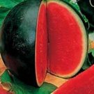 Sugar Baby Watermelon Seeds Fresh Seeds Fast Shipping