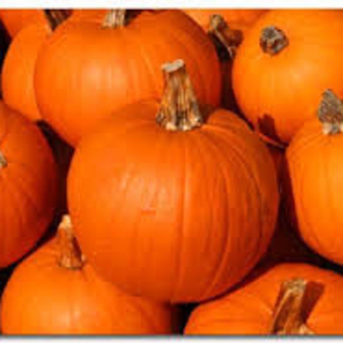 Sugar Pie Pumpkin Seeds Fresh Seeds Fast Shipping