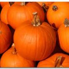 Sugar Pie Pumpkin Seeds Fresh Seeds Fast Shipping