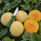 Sugar Rush Cantaloupe Fresh Seeds Fast Shipping