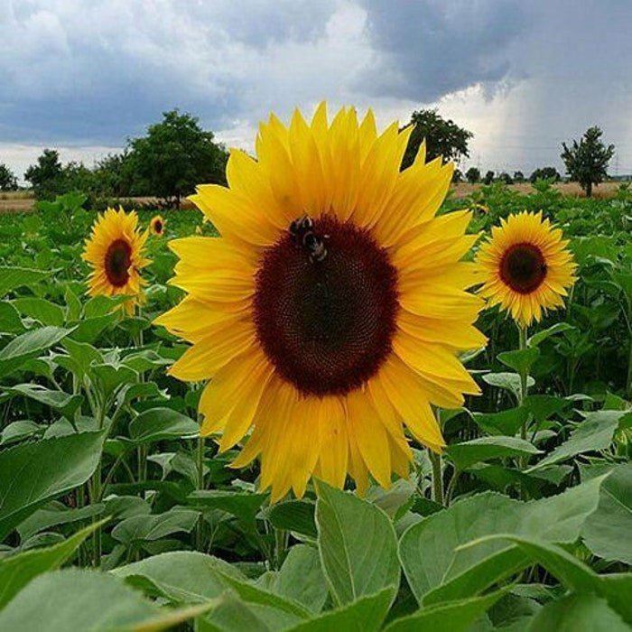 Sun Spot Dwarf Cola Sunflower Seeds Fresh Seeds Fast Shipping